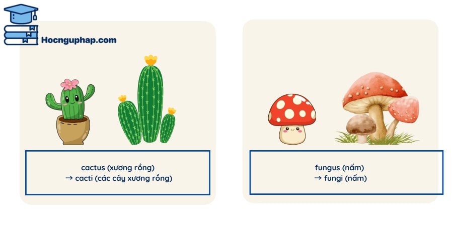 Danh từ có dạng số nhiều thay đổi kết thúc ở đuôi 